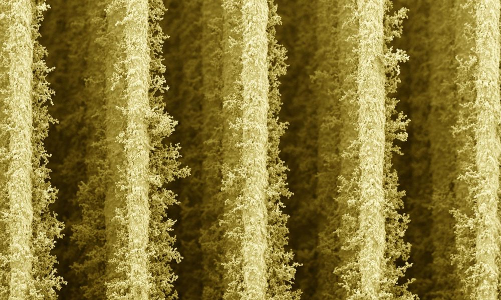 Tiny “Skyscrapers” Help Bacteria Convert Sunlight Into Electricity